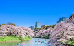 Nhật Bản rực rỡ trong sắc hoa anh đào