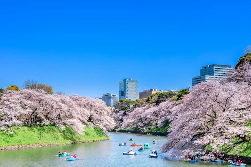 Nhật Bản rực rỡ trong sắc hoa anh đào