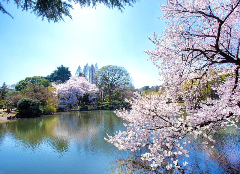 Vườn Quốc Gia Shinjuku Gyoen 
